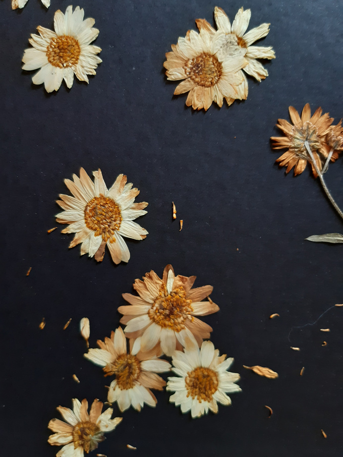 Close-up Photo of Dried Flowers