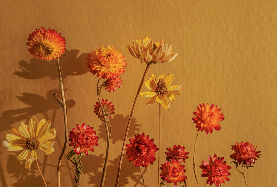 Aesthetic dried flower composition, warm palette, gold background